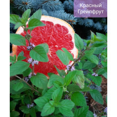 Мята Красный Грейпфрут