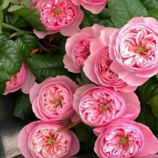 Пинк Ай (Pink Eye) Чайно гибридная роза Новинка
