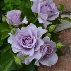 Мисти Перпл (Misty Purple) Флорибунда Мисти Перпл (Misty Purple) Флорибунда