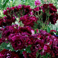 Бургунди Айс (Burgundy Ice) Флорибунда Новинка