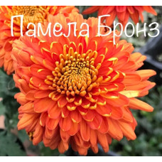 Хризантема Памела Бронз
