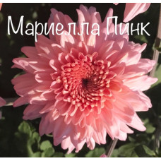 Хризантема Мариелла Пинк 