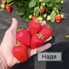 Надя. Клубника (земляника садовая). КОЛИЧЕСТВО 3 шт.