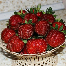 Дарселект. Клубника (земляника садовая). КОЛИЧЕСТВО 3 шт