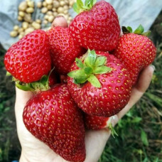 Магнус. Клубника (земляника садовая). КОЛИЧЕСТВО 3 шт