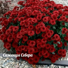 Хризантема мультифлора Жаклин ред