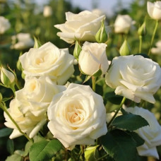 Вайт Лидия (White Lydia). Роза Патио-спрей. НОВИНКА Вайт Лидия (White Lydia). Роза Патио-спрей. НОВИНКА