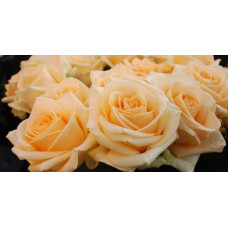 Пич Аваланш (Avalanche Peach) чайно гибридная роза